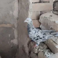 کفتر هفترنگ