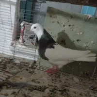 ماده طوقی ‌کل ضمانت تخم جوجه