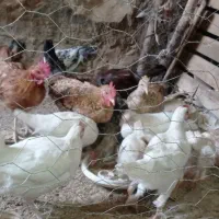 مرغ تخم گذار و جوجه مرغ بزرگ|حیوانات مزرعه|کوهدشت, |دیوار