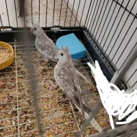 عروس هلندی ایزابلایک جوفت