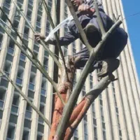 هرس درخت|خدمات باغبانی و درختکاری|تهران, پارک شهر|دیوار