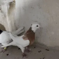 کبوترطوقی هفرنگ جفتی به شرط تخم|پرنده|اقبالیه, |دیوار