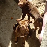 سگ پیتبول اصیل