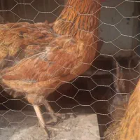 مرغ محلی تخم گذار