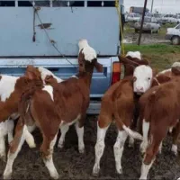 بزرگترین مجموعه فروش سیمنتال با اصالت بالا