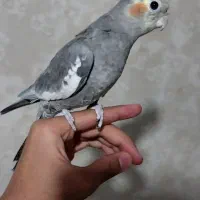 عروس هلندی یه جفت مولد با یه جوجه