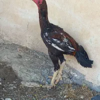 خروس لاری اصل