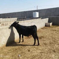 گوساله انگوس|حیوانات مزرعه|سلفچگان, |دیوار