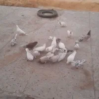 حدودآ۲۰عددکبوتر بفروش میرسد