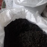 چای بهاره 1405 گیلان