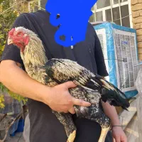 خروس لاری حجازی