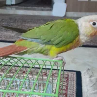 پرنده گرینچیک