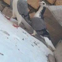 نرو ماده دستگردی