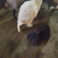 یک عدد بره ماده 10ماهه