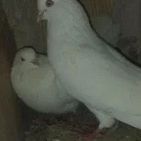 کبوتر کفتر|پرنده|بستان آباد, |دیوار