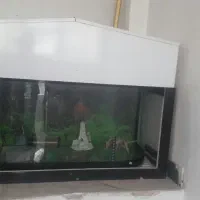 آکواریم|ماهی|کرمانشاه, |دیوار