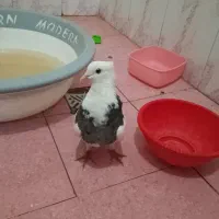 کوت عبدالله