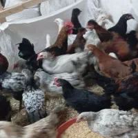 نیمچه گلپایگان ۳و ۶ ماهه
