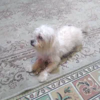 واگذار سگ نر