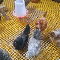 مرغ تخم گزار