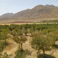 فروش باغ|فروش خانه و ویلا|چادگان, |دیوار