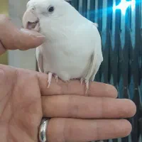 طوطی عروس آلبینو خالص|پرنده|شهریار, رضی آباد بالا|دیوار