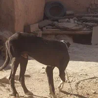 سگ گمشده|حیوانات|اسفراین, |دیوار