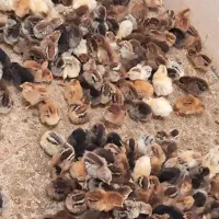جوجه کاکلی،بوقلمون،اردک،شاخدار،بومی بلدرچین|حیوانات مزرعه|کاشان, کارگر|دیوار