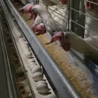 کارگر روزمزد جهت مونتاژ قفس مرغداری