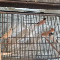 ۵۰تا قناری|پرنده|قم, در بهشت|دیوار