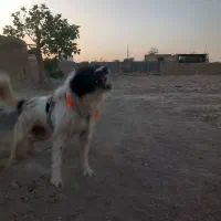 سگ نر|سگ|اصفهان, پرتمان|دیوار
