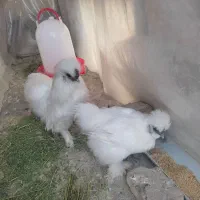 مرغ و خروس ابریشمی فروشی