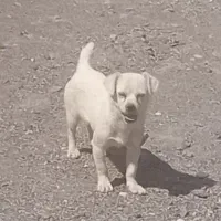 سگ پاکوتاه