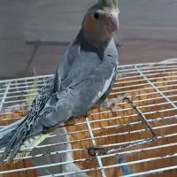 عروس هلندی آلبینو ماده کبوتر|پرنده|مشهد, اروند|دیوار