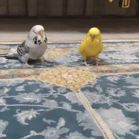 پرنده طوطی و مرغ عشق|پرنده|تهران, بهداشت|دیوار