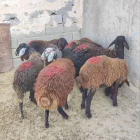 بره ماده های پای شیشک افشار و قزل افشار|حیوانات مزرعه|محمدیه-قزوین, |دیوار