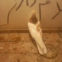 کفتر راست زرد