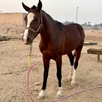اسب عربی اصیل شناسنامه دار|اسب و تجهیزات اسب‌سواری|شوشتر, |دیوار