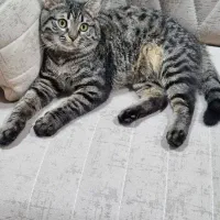 واگذاری گربه