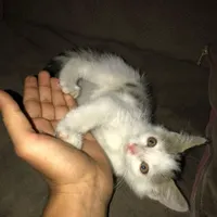 واگذاری بچه گربه