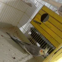 یک جفت عروس هلندی مولد