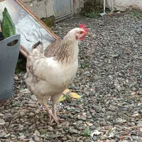 مرغ تخم گذار