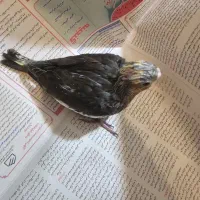 طوطی عروس و گرینچیک سرلاکی