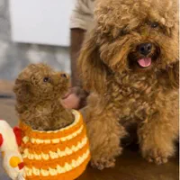 توی پودل یا پودل عروسکی جهت خرید و جفت|سگ|شیراز, آزادگان|دیوار