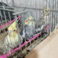 عروس هلندی پاریس