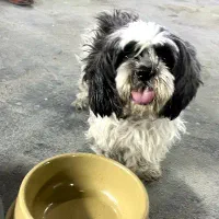 شیتزو ۶ ماهه|سگ|کرمان, |دیوار