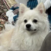 سگ پامرانین ۱۰ ماهه