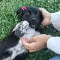 سگ گمشده