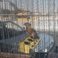 قناری فائو سوخته ابلغ هرسه نر شلاقی سلامت کامل|پرنده|اصفهان, حصه جنوبی|دیوار