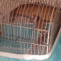 سهره جوجه سال مس|پرنده|سیاخ دارنگون, |دیوار